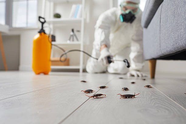 Affordable Termite Control solutions in Parkwood, CA
